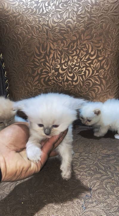 Pure Persian Punch Face Triple-Coat Kittens