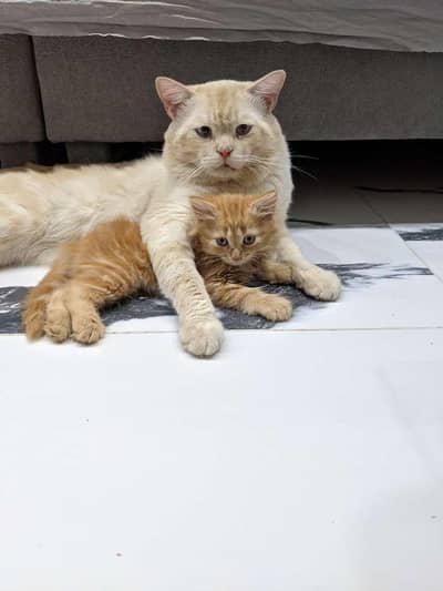 cat for sale