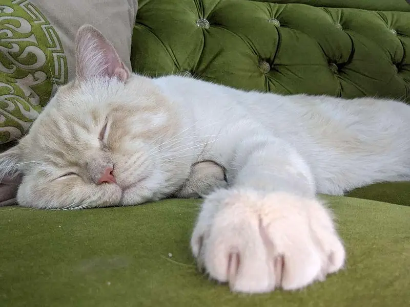 cat for sale — photo 3