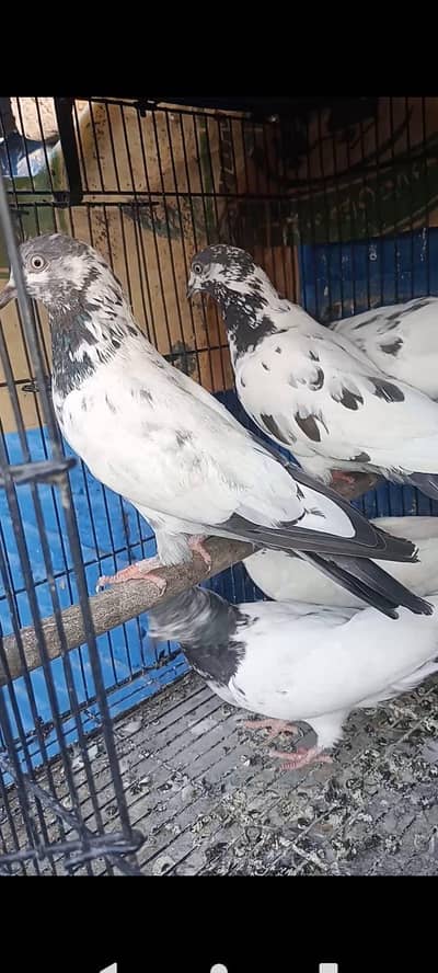 پروازی اور بریڈر کبوتر  pigeon kabutar