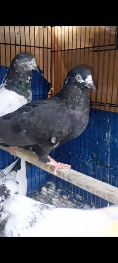 پروازی اور بریڈر کبوتر  pigeon kabutar