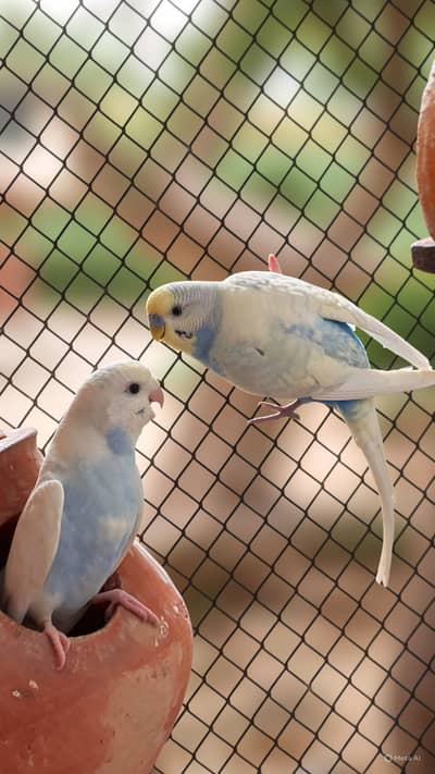Budgies parrot for sale