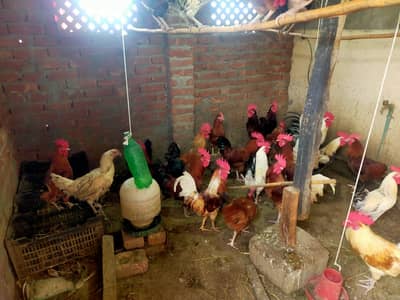 domestic hens