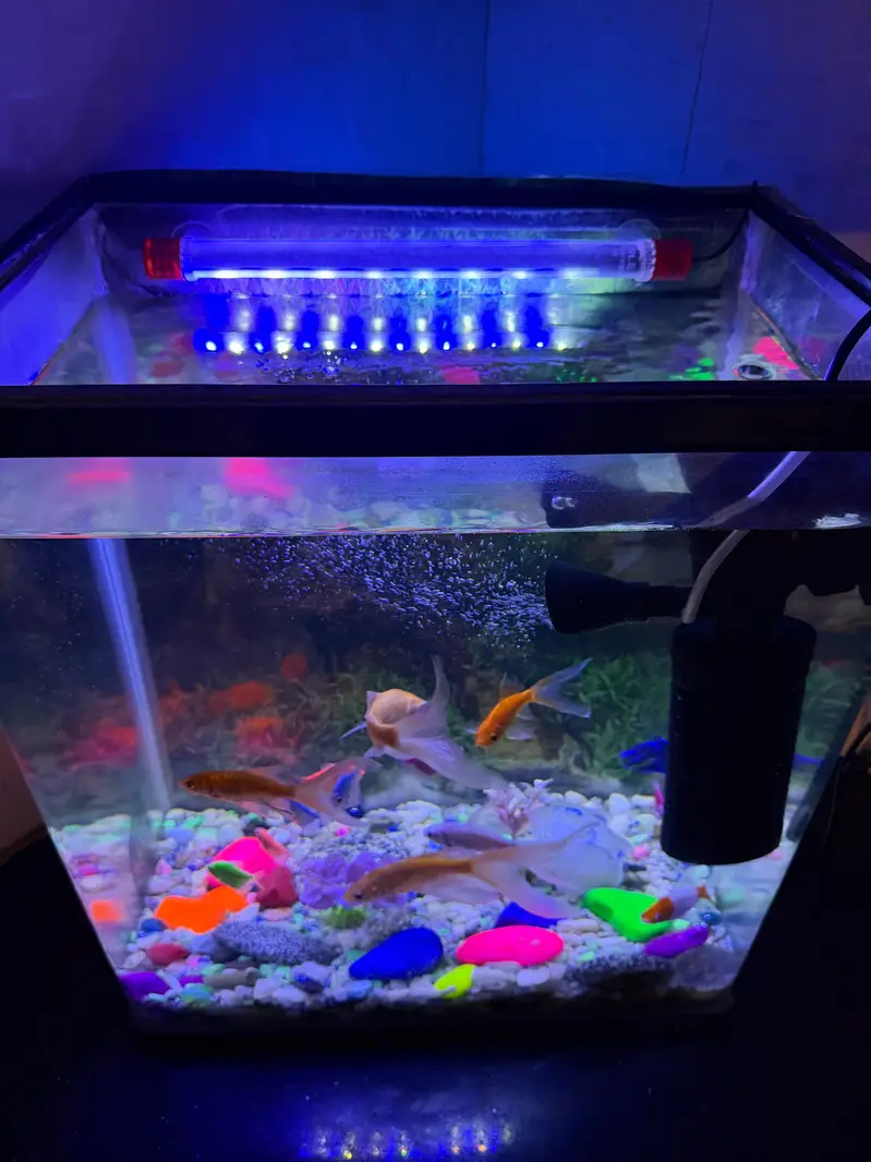 Aquarium With Fishes — photo 2