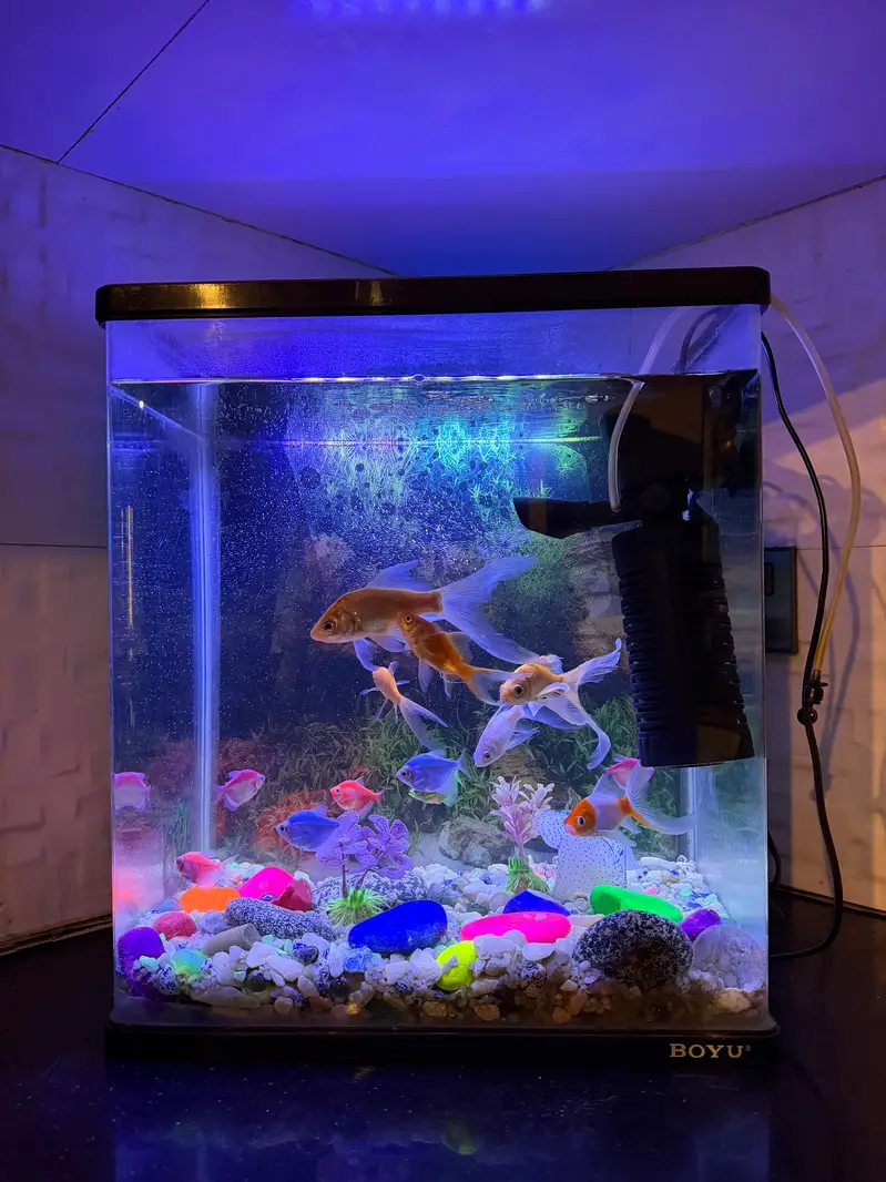 Aquarium With Fishes — photo 4