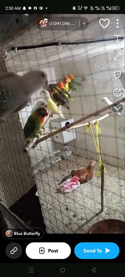 love birds