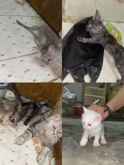 4 Persian Punch Face Kittens