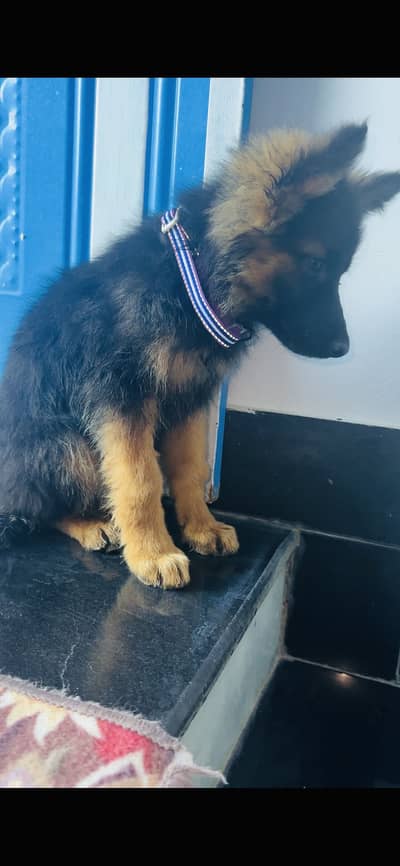 German Shepherd female pupps|long coat German Shepherd |gsd  |gsd dog