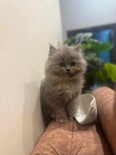persian (semi punch)