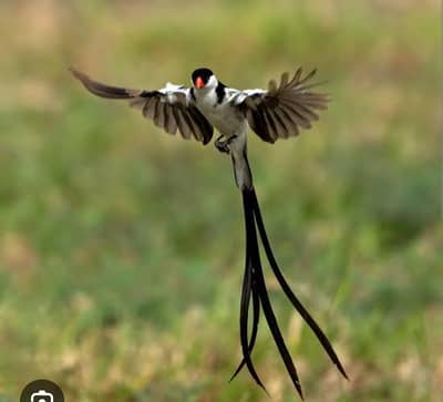 pin tail whydah Finch , All types of Exotic plant r