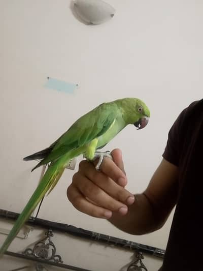 ringneck hand tamed