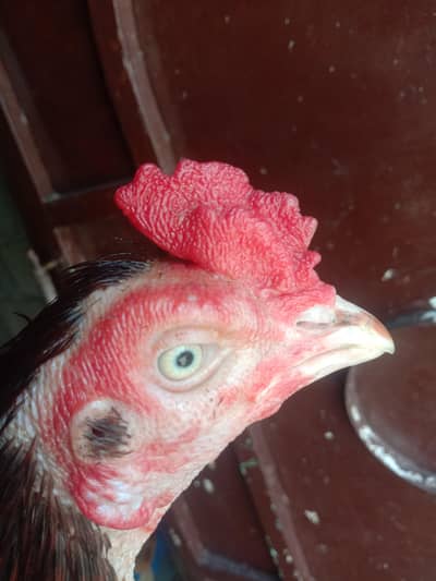 Aseel Quality Rooster