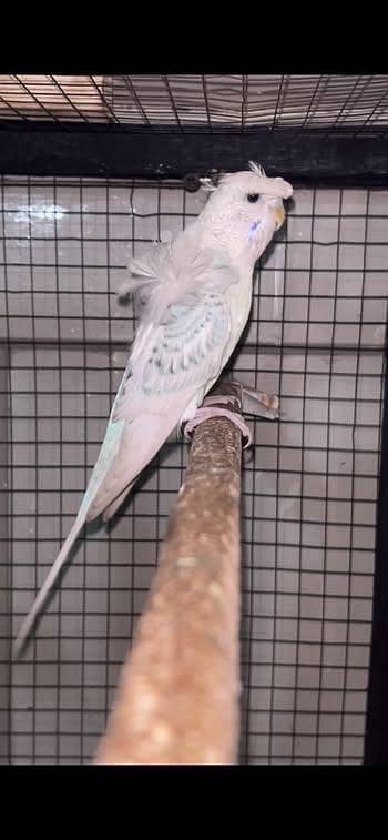 Hogo breeder pair grey back fril male and double flower female