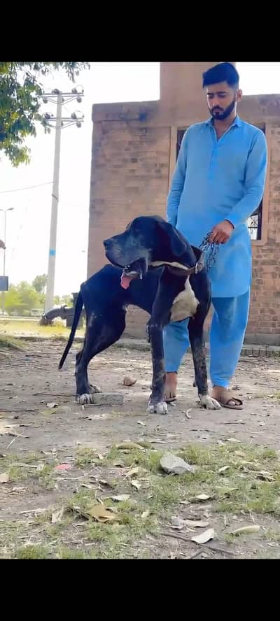 I am selling my Great Dane male dog