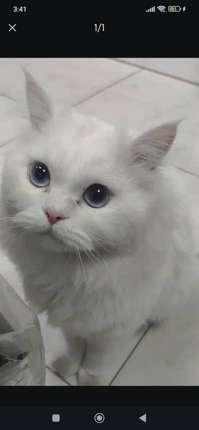 Bahut cute or active hai Bahut khelta hai piyar krta hai