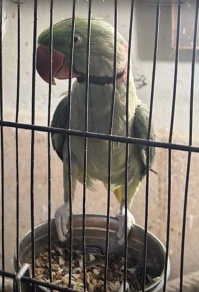 Raw Alexander Parrot
