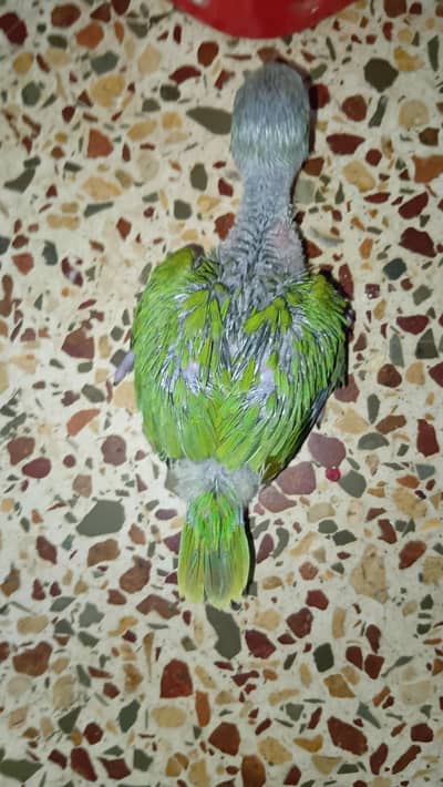Ringneck chick
