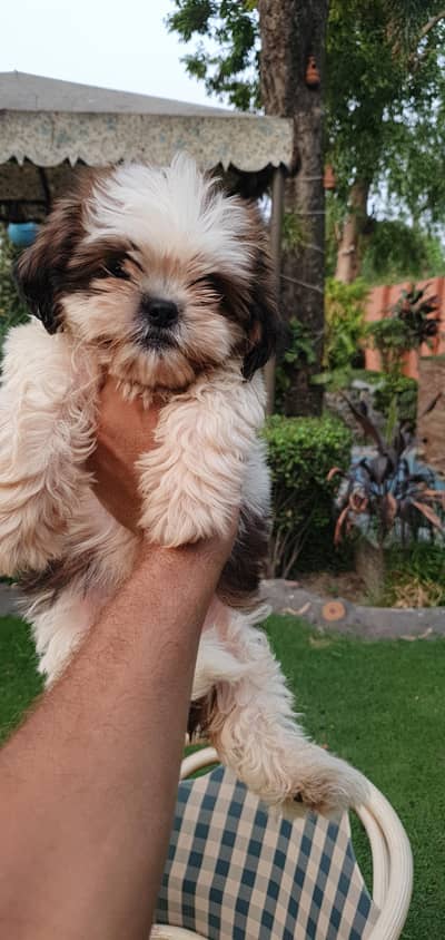 Shi Tzu Puppies Available | Shi Tzu Dog | Teacup Shi Tzu