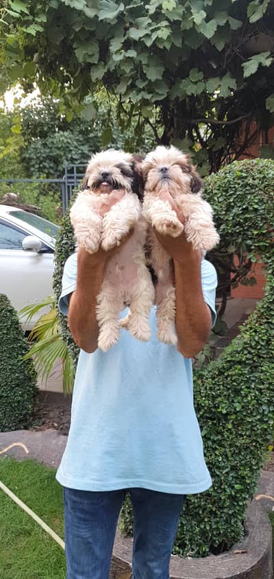 Shi Tzu Male puppies for sale | shi Tzu Puppies| Shi Tzu| Poodle p