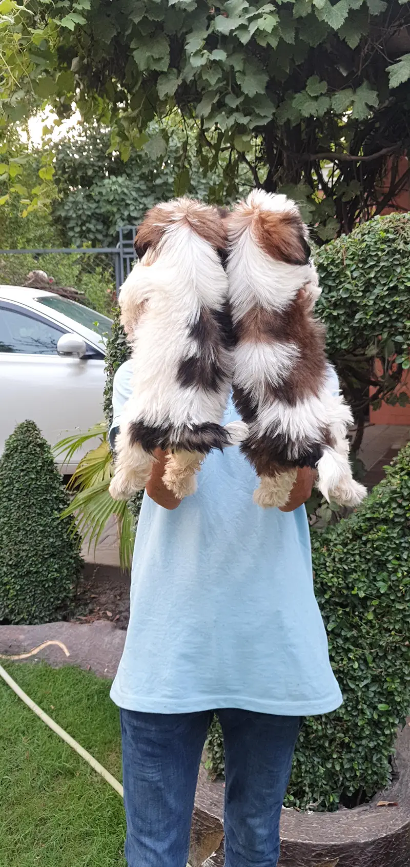 Shi Tzu Male puppies for sale | shi Tzu Puppies| Shi Tzu| Poodle p — photo 2