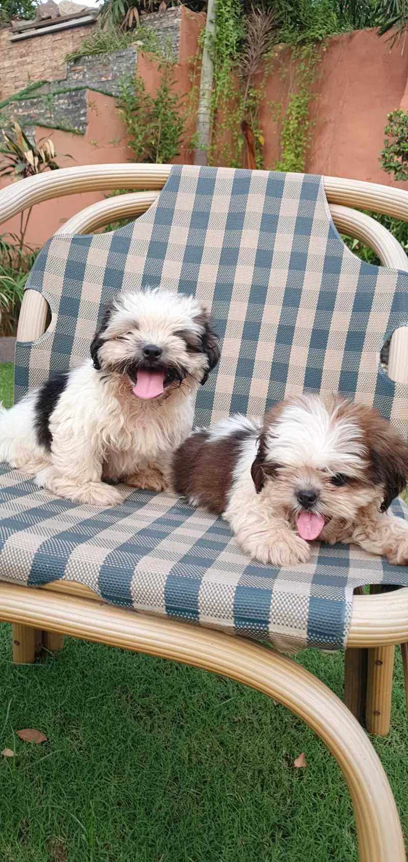 Shi Tzu Male puppies for sale | shi Tzu Puppies| Shi Tzu| Poodle p — photo 3