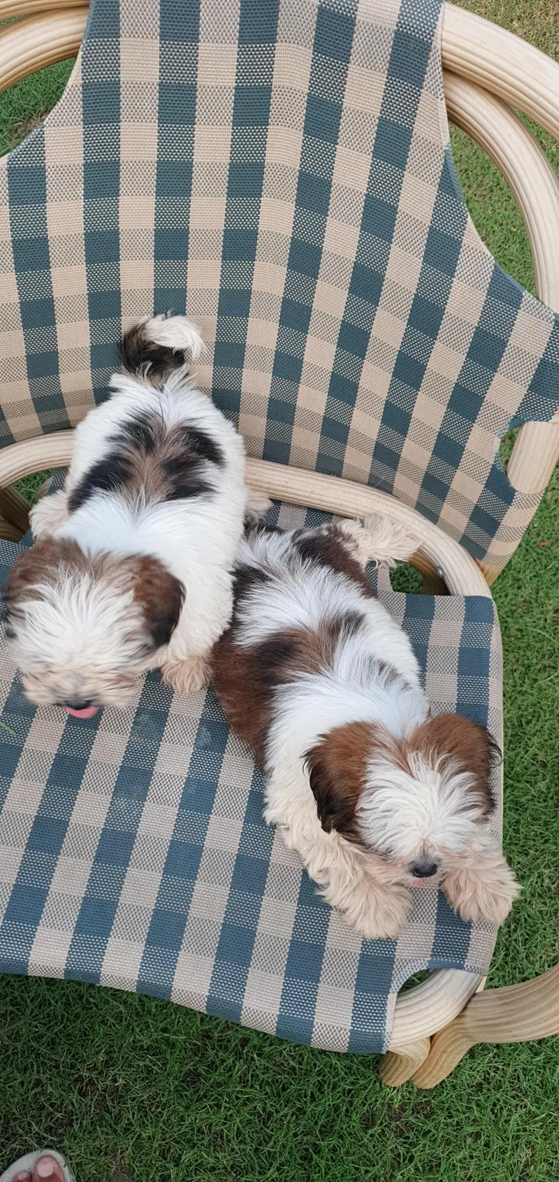 Shi Tzu Male puppies for sale | shi Tzu Puppies| Shi Tzu| Poodle p — photo 4