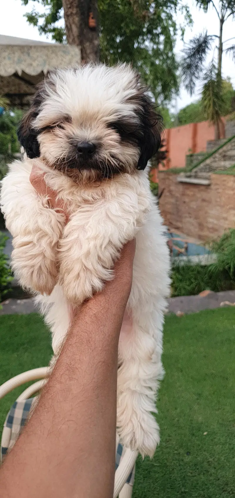 Shi Tzu Male puppies for sale | shi Tzu Puppies| Shi Tzu| Poodle p — photo 5