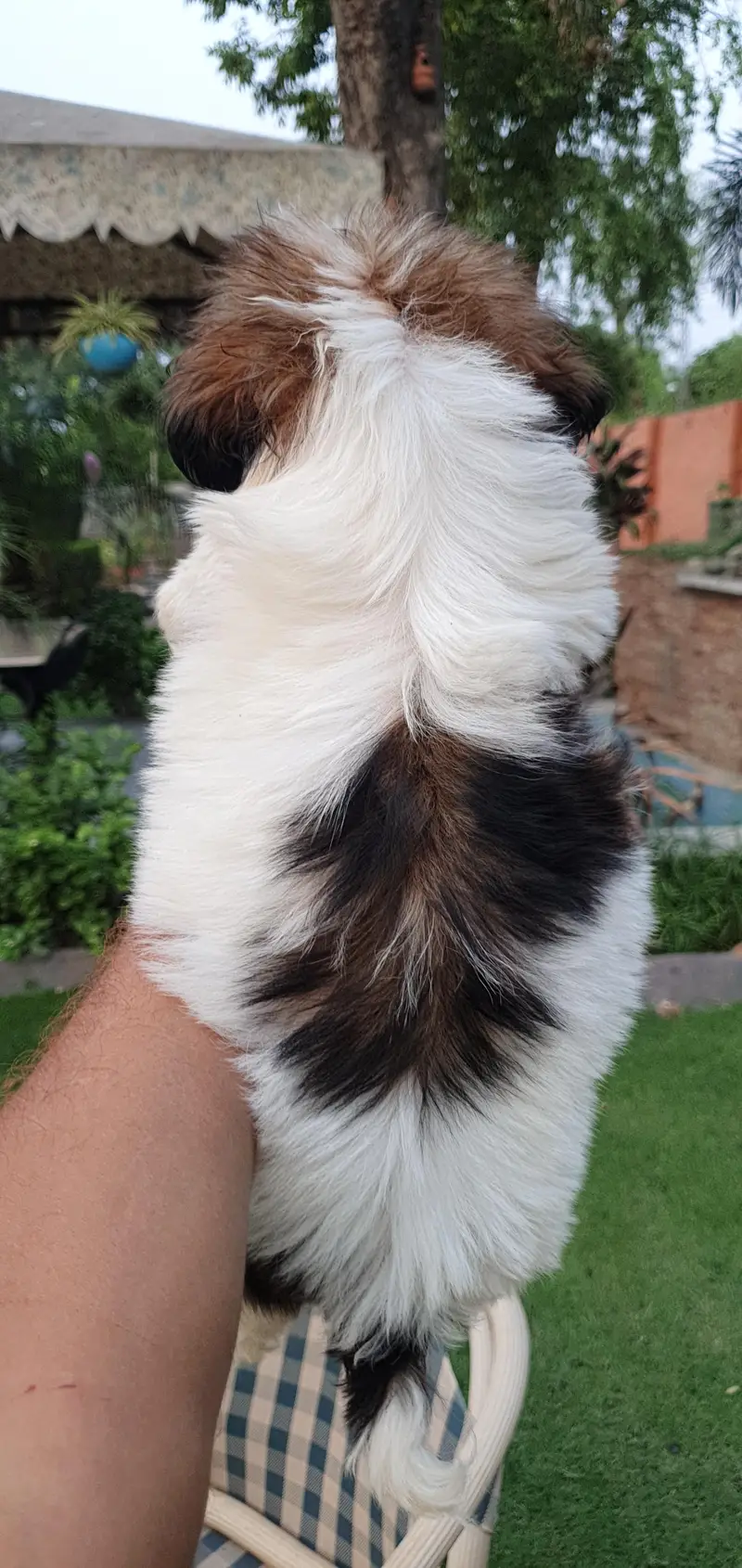 Shi Tzu Male puppies for sale | shi Tzu Puppies| Shi Tzu| Poodle p — photo 6