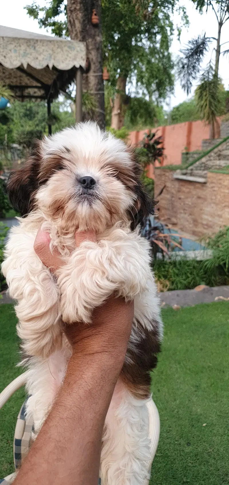 Shi Tzu Male puppies for sale | shi Tzu Puppies| Shi Tzu| Poodle p — photo 7