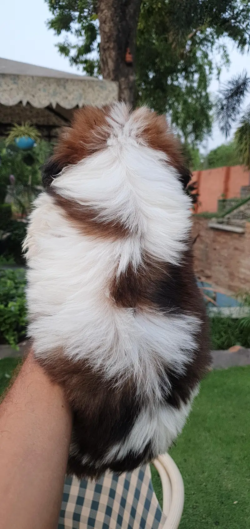 Shi Tzu Male puppies for sale | shi Tzu Puppies| Shi Tzu| Poodle p — photo 8