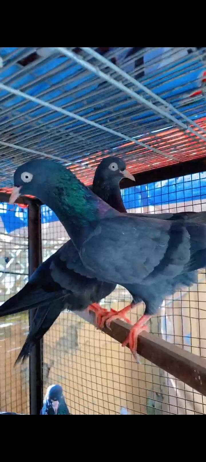 کالے ٹیڈی 0