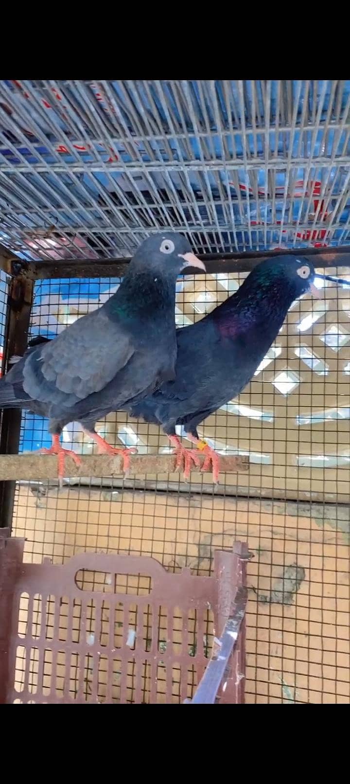 کالے ٹیڈی 1