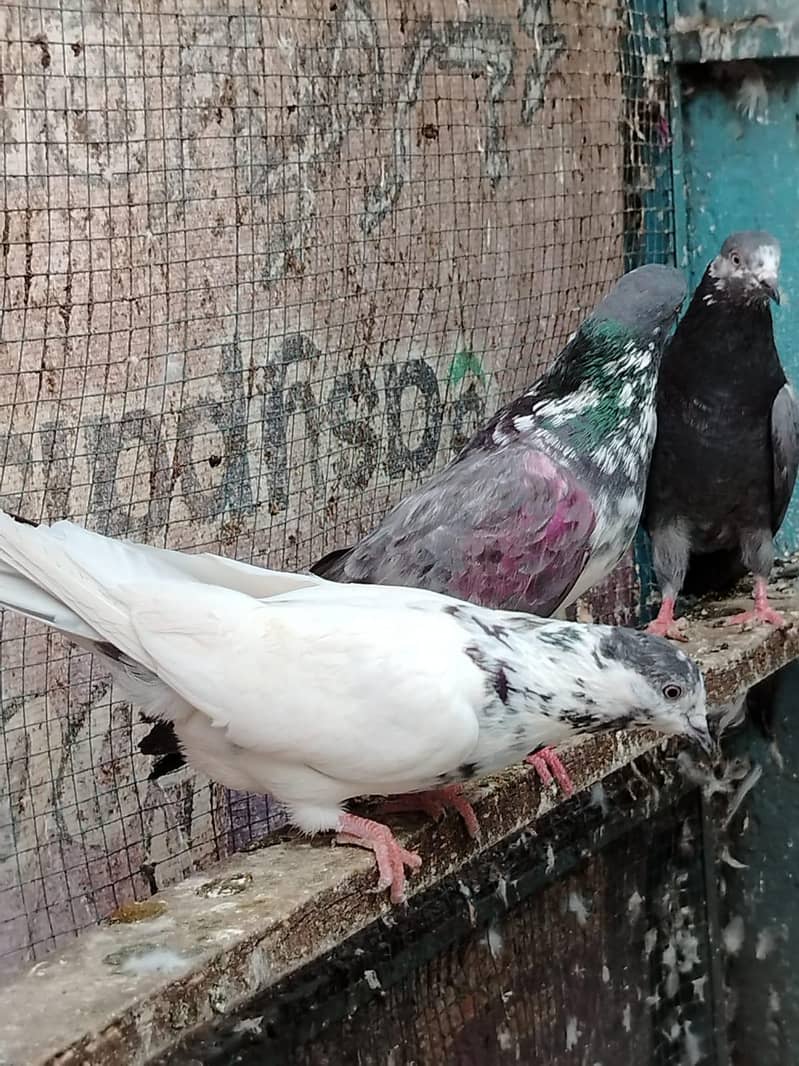 کالے ٹیڈی 11