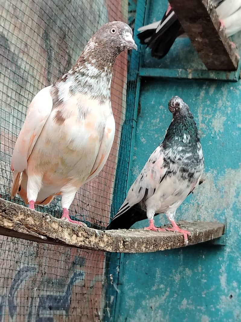 کالے ٹیڈی 12