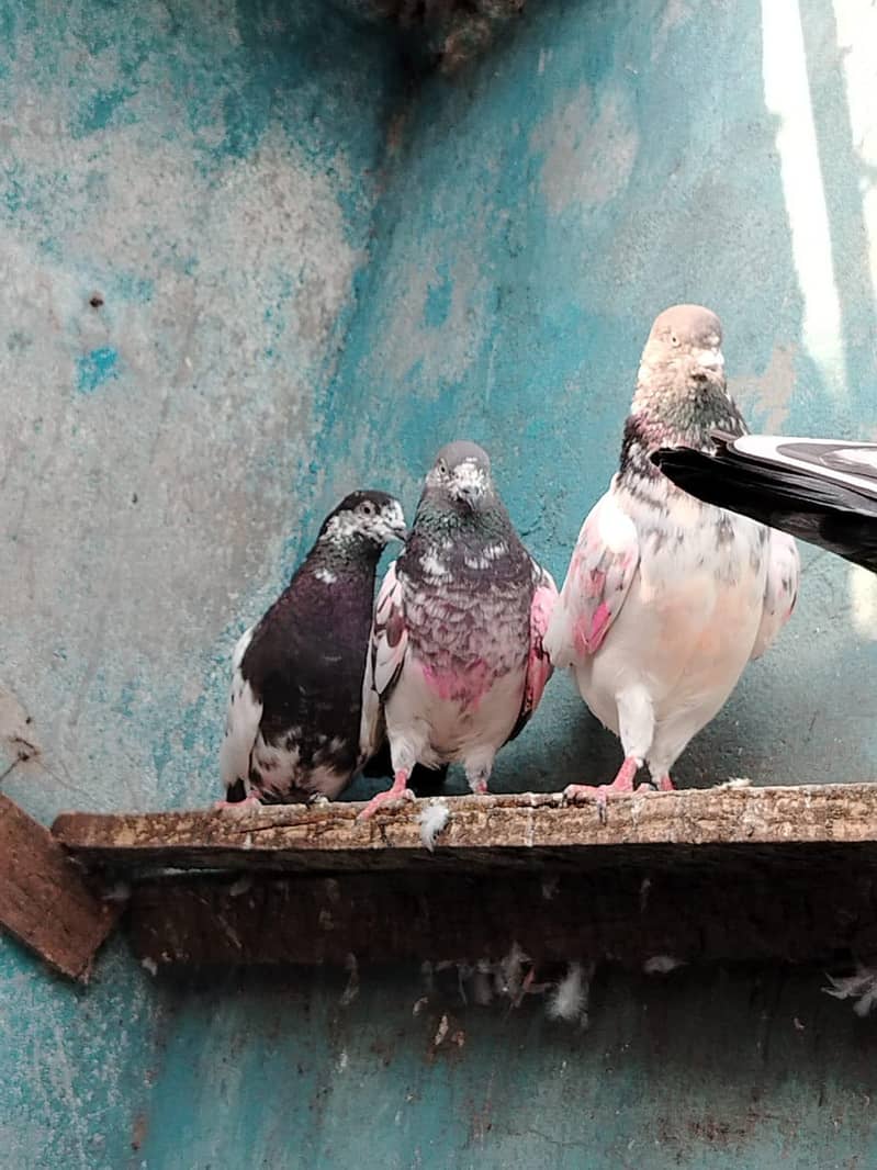 کالے ٹیڈی 16