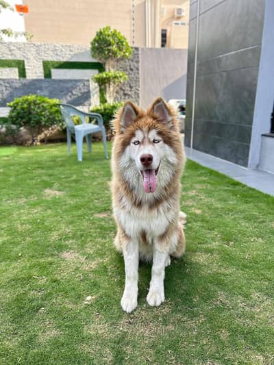 Pedigreed Siberian husky Male Puppy available  | Siberian husky|