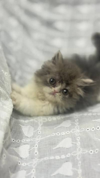 2 female kitten 