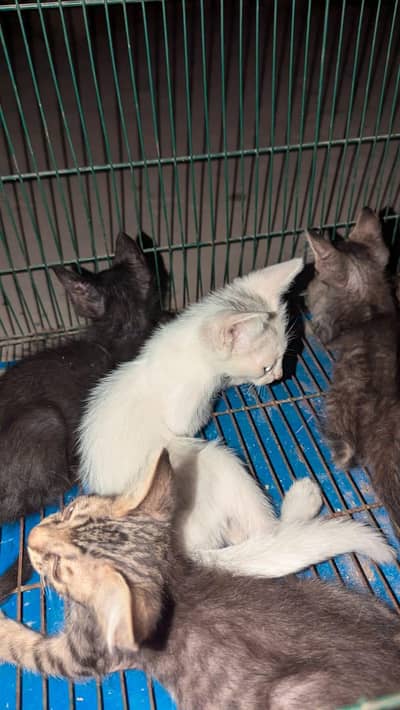 Persian cats with babies