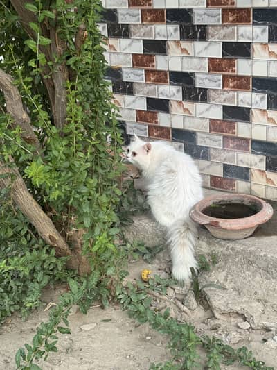 Persian Triple coated heavy fur male