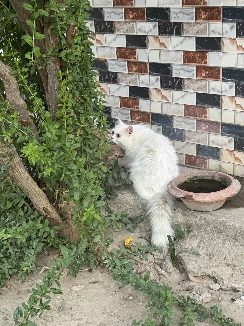 Persian Triple coated heavy fur male