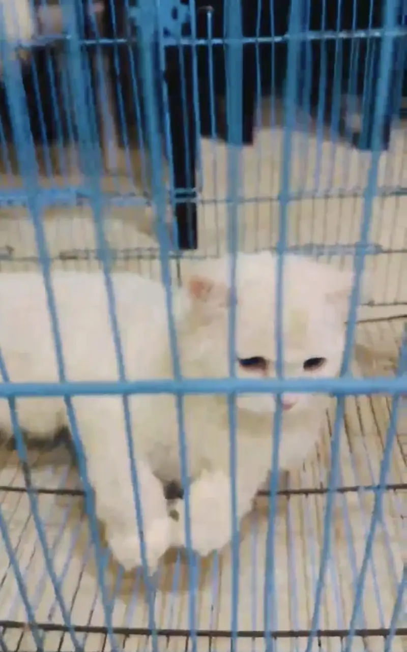 Persian Triple coated heavy fur male — photo 3