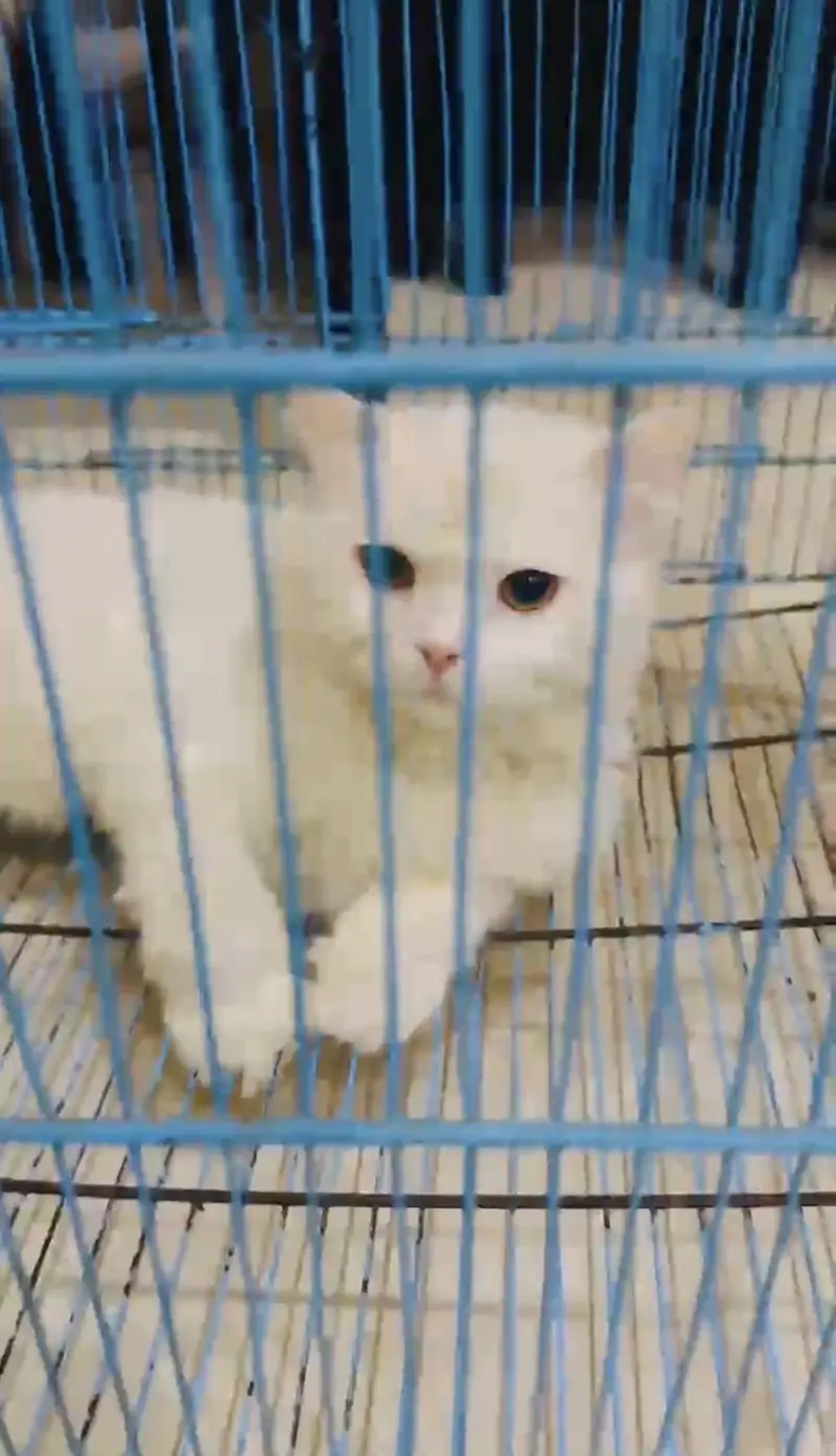 Persian Triple coated heavy fur male — photo 4