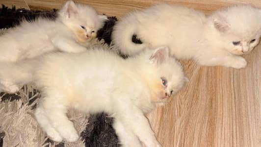 Kitten house