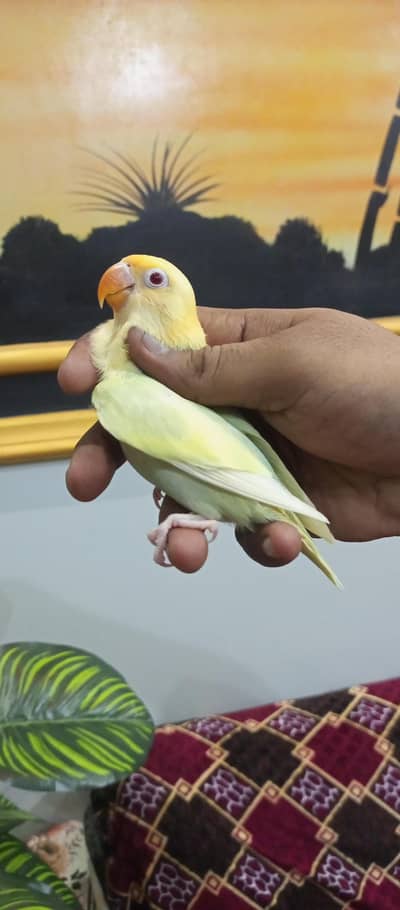 PARBLUE OPALINE PALEFALLOW