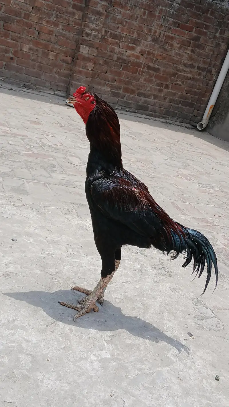 Aseel Murga — photo 2
