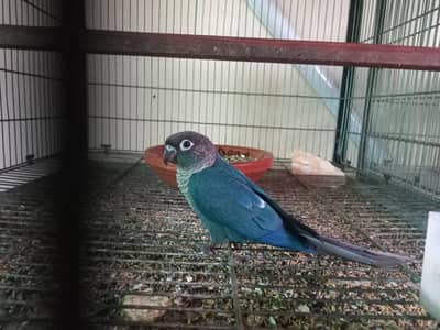 Blue turquoise bf- bc pied conure male available