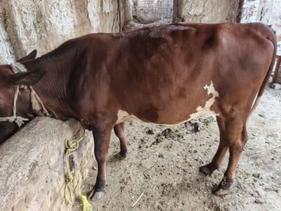 cross cow good and healthy