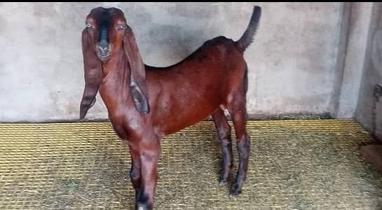 Desi Nagra Bakra