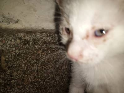 Free ly jaow main ne 8000 lia hai pink ankg