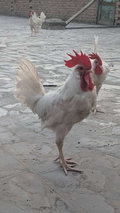 White Leghorn Breed